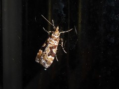 Scoparia ustimacula