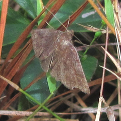 Argyrostrotis deleta