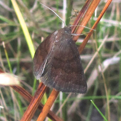 Argyrostrotis deleta