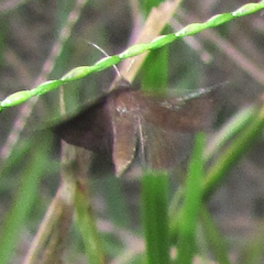 Argyrostrotis deleta