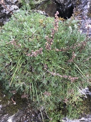 Artemisia morrisonensis