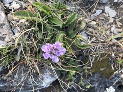 Scabiosa lacerifolia