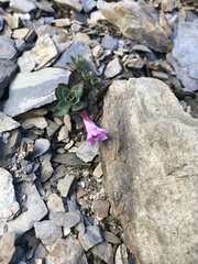 Epilobium nankotaizanense