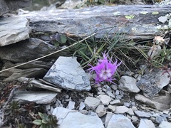Dianthus pygmaeus