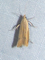 Mesophleps adustipennis