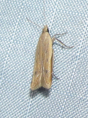 Mesophleps adustipennis