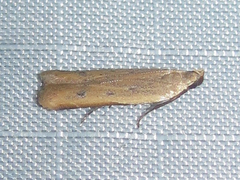 Mesophleps adustipennis