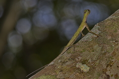 Draco melanopogon