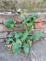 Sonchus oleraceus