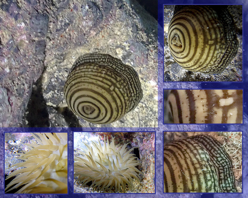 Girdle anemone