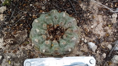 Lophophora williamsii