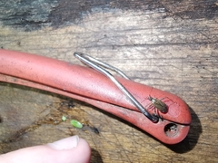 Closterotomus fulvomaculatus