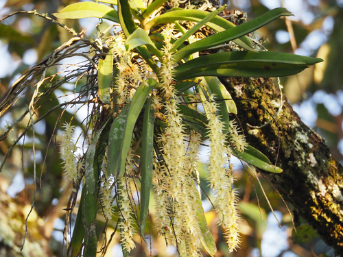 Diaphananthe fragrantissima