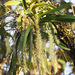 Diaphananthe fragrantissima - Photo (c) congonaturalist, μερικά δικαιώματα διατηρούνται (CC BY-NC), uploaded by congonaturalist
