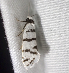 Lepidoscia cataphracta