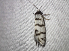 Lepidoscia cataphracta