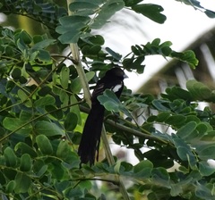 Euplectes albonotatus