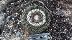 Mammillaria chionocephala