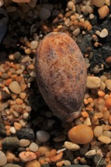 Lyncina lynx
