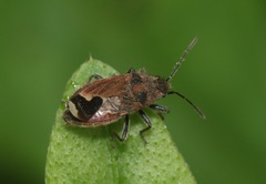 Melanotelus villosulus