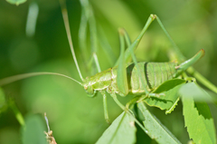 Poecilimon intermedius
