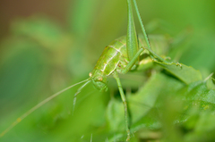 Poecilimon intermedius