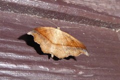 Sarisa muriferata