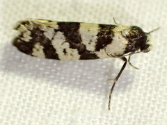 Lepidoscia characota