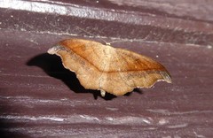 Sarisa muriferata