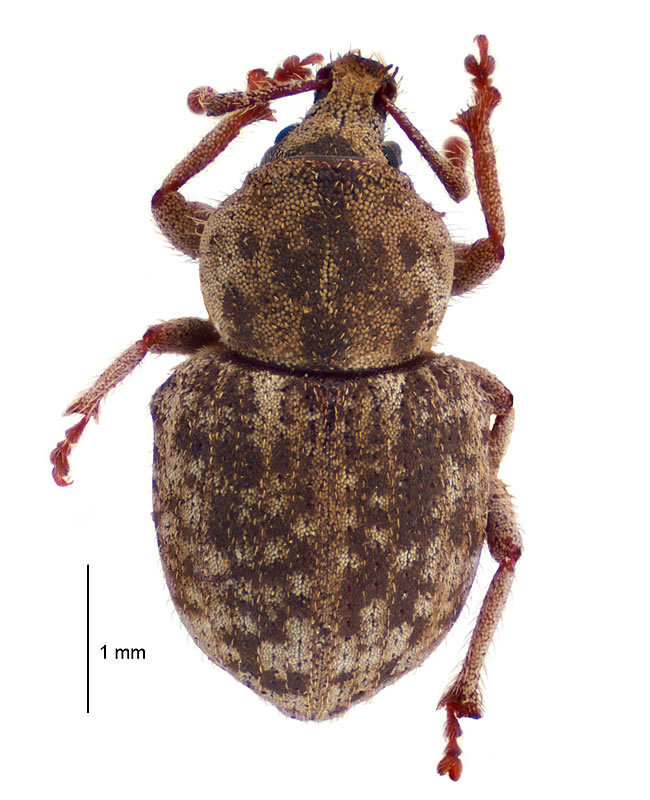 Sand Weevil
