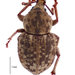Sand Weevil - Photo (c) Landcare Research New Zealand Ltd., some rights reserved (CC BY)