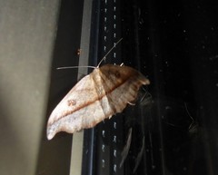 Sarisa muriferata