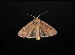 Ichneutica averilla
