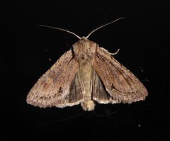 Ichneutica averilla