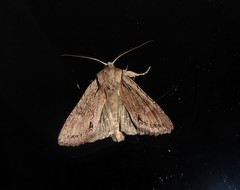 Ichneutica averilla