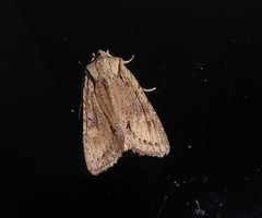 Ichneutica averilla