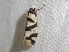 Lepidoscia characota