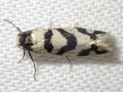 Lepidoscia characota