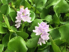 Pontederia crassipes