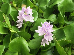 Pontederia crassipes