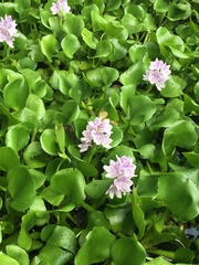 Pontederia crassipes