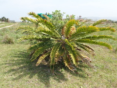 Encephalartos natalensis