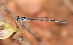 Agriocnemis splendidissima
