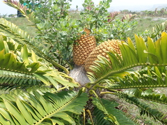 Encephalartos natalensis
