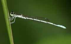 Agriocnemis pieris