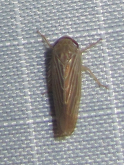 Chlorotettix necopinus