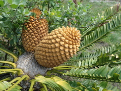 Encephalartos natalensis
