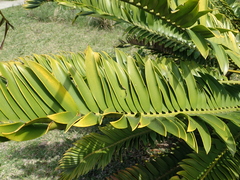 Encephalartos natalensis