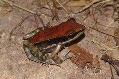 Hydrophylax bahuvistara