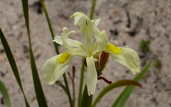 Moraea angusta